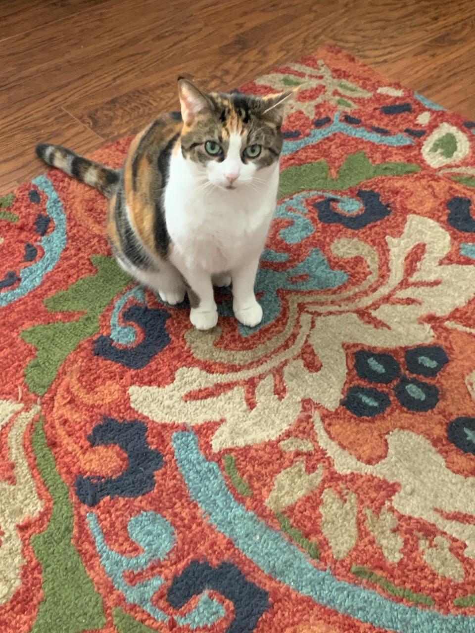 Image of Esther, Lost Cat