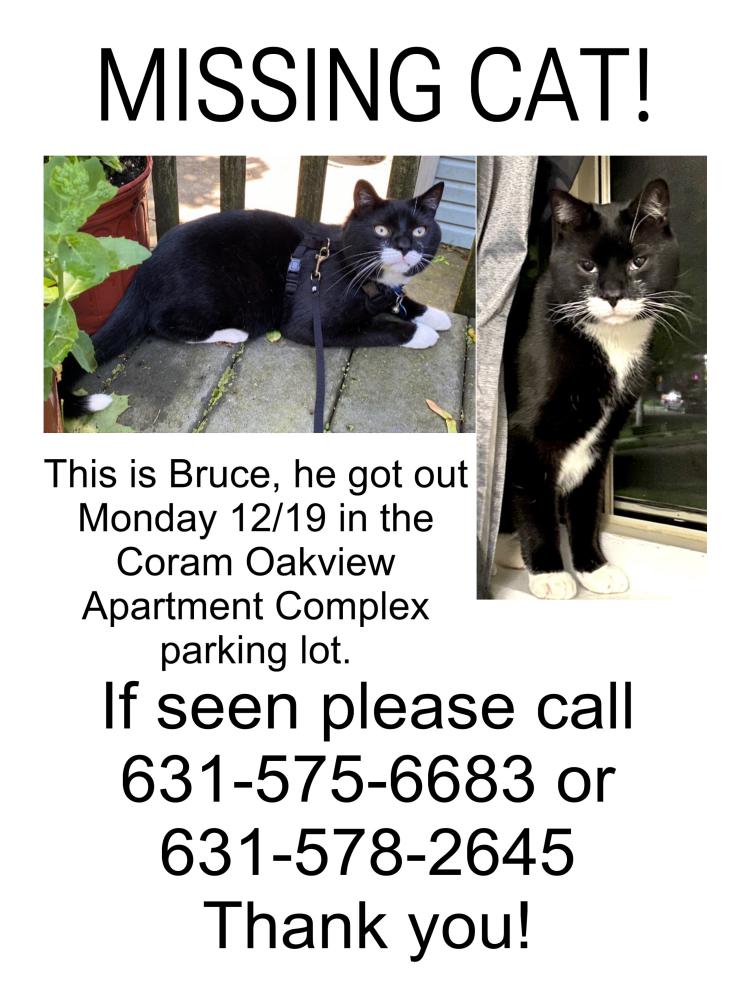 Image of Bruce, Lost Cat