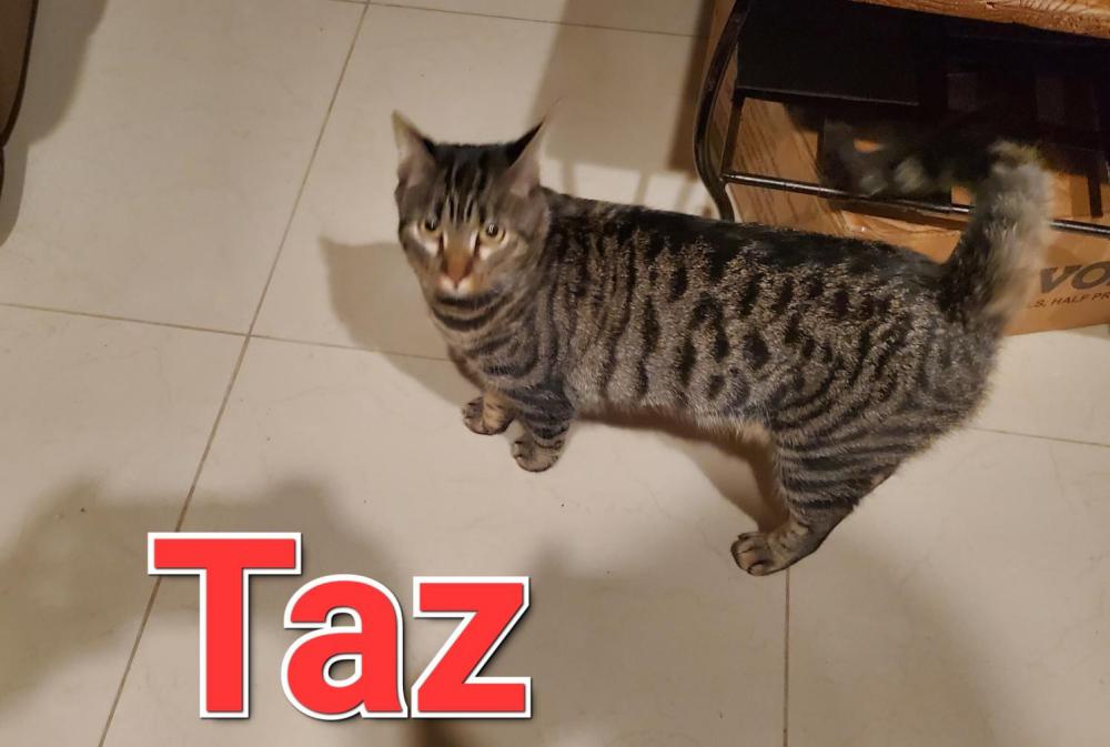 Image of Taz, Lost Cat