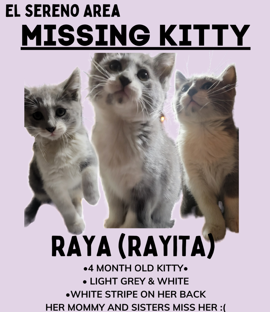 Image of Raya (Rayita), Lost Cat