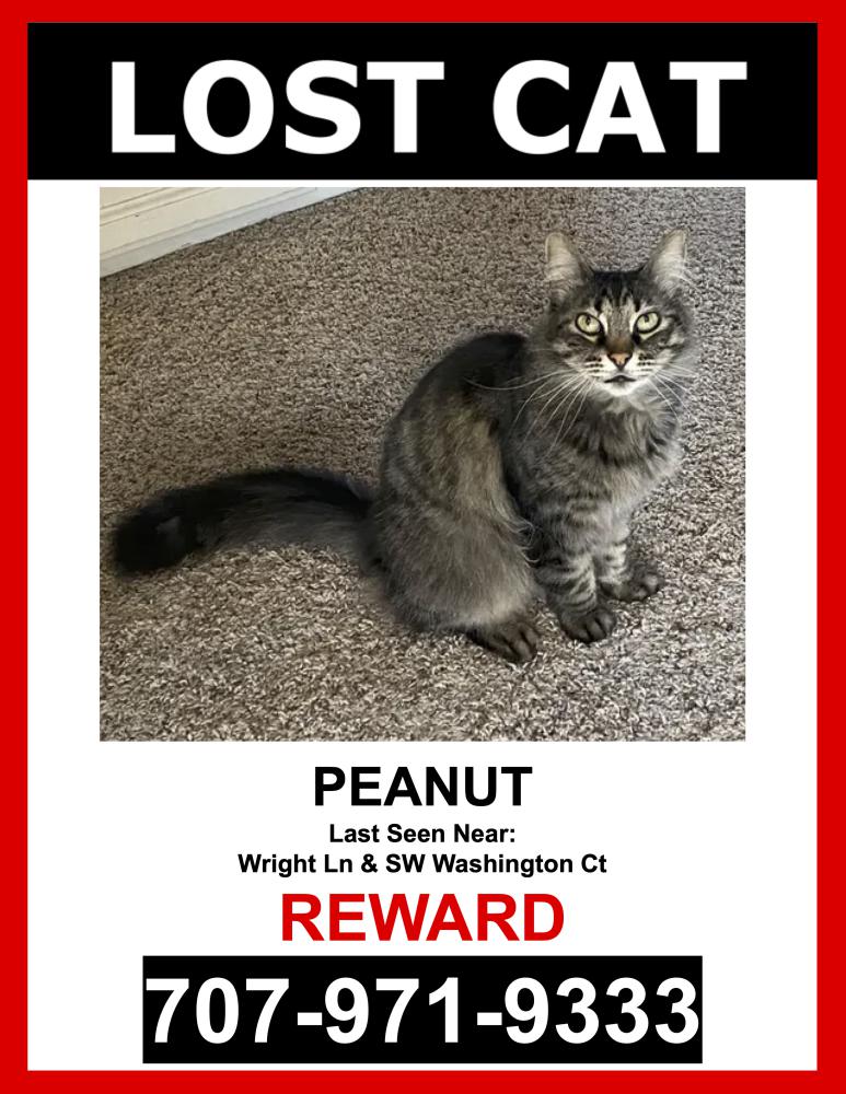 Image of Peanut, Lost Cat
