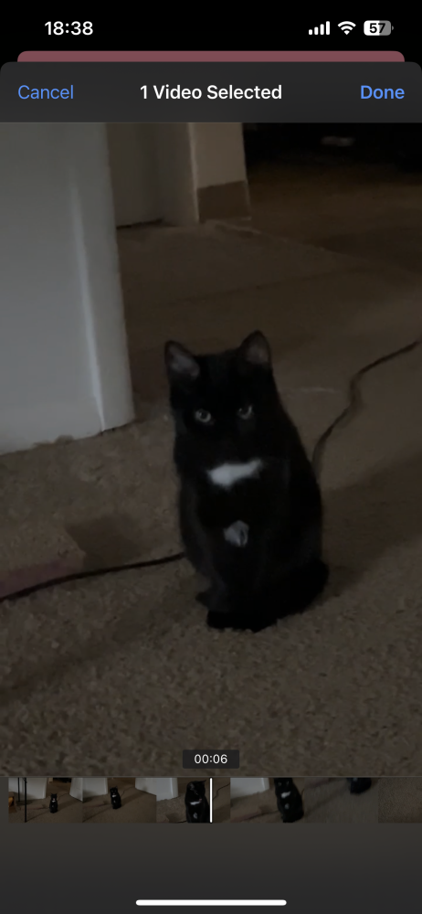 Image of Noir, Lost Cat