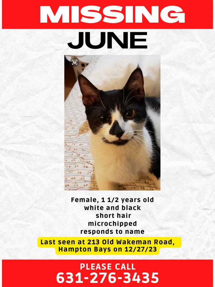 Image of June, Lost Cat