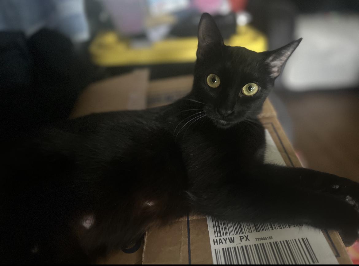 Image of Shadow, Lost Cat
