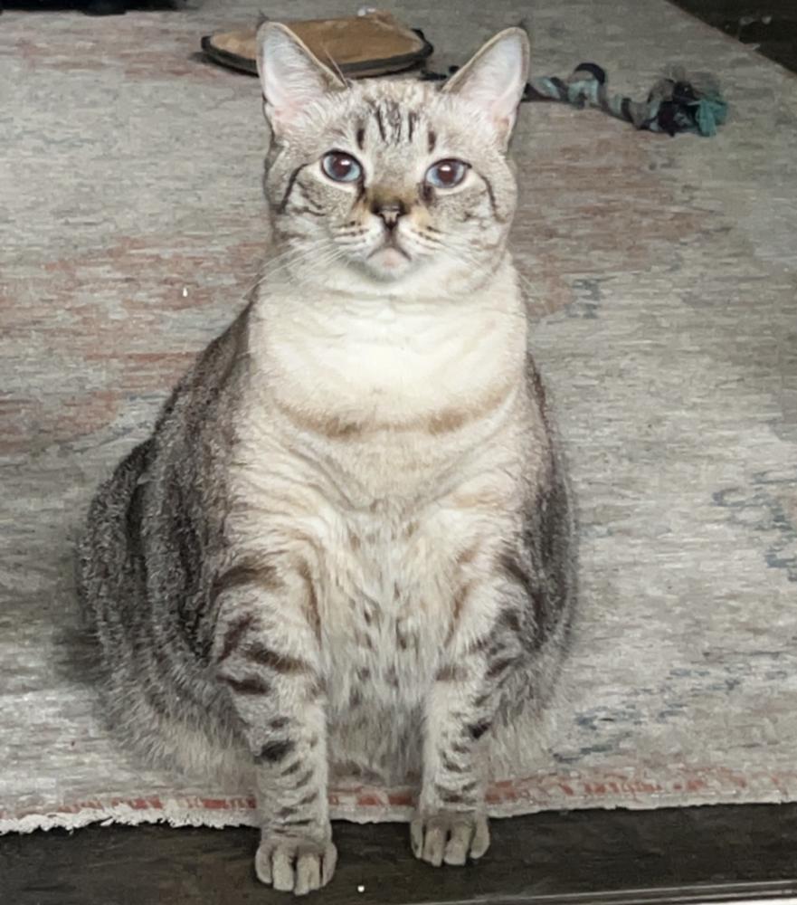 Image of Bodhi, Lost Cat