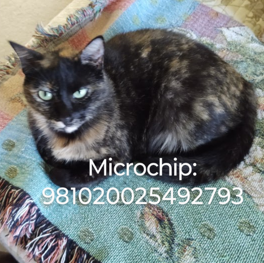 Image of Zoe - med. hairtorti, Lost Cat