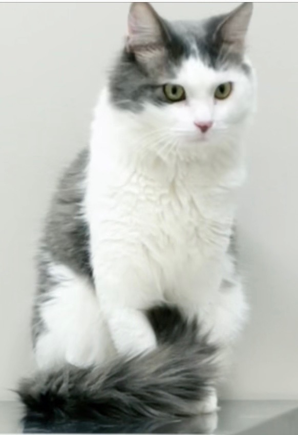 Image of Koa, Lost Cat