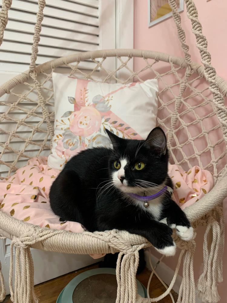 Image of Dior, Lost Cat