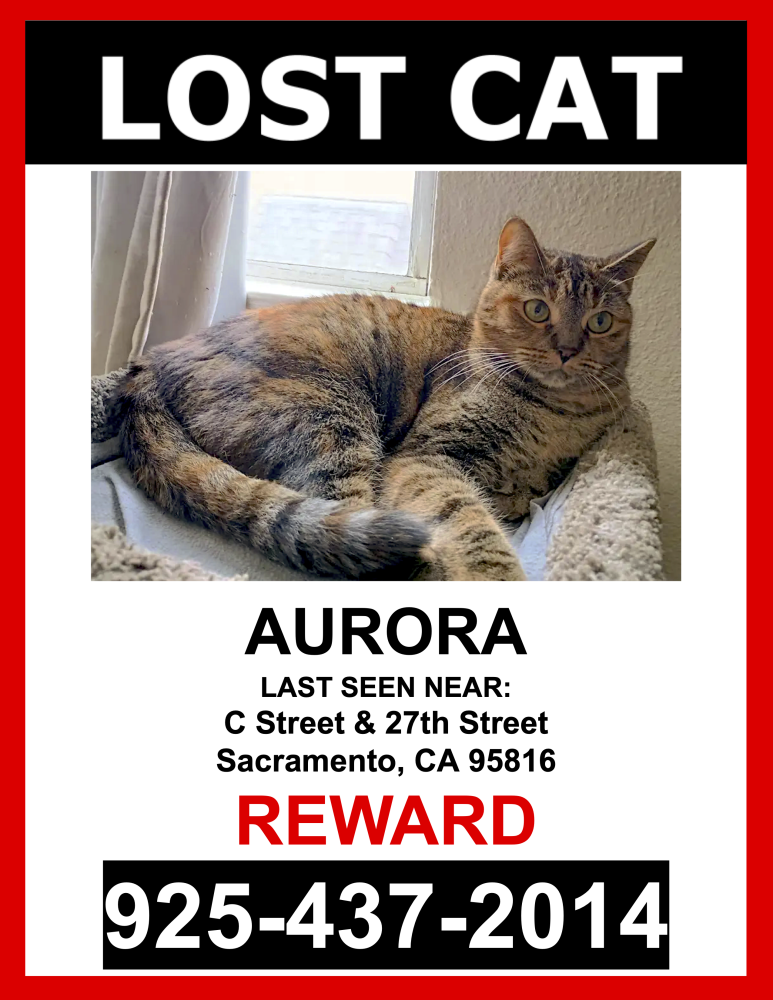 Image of Aurora, Lost Cat
