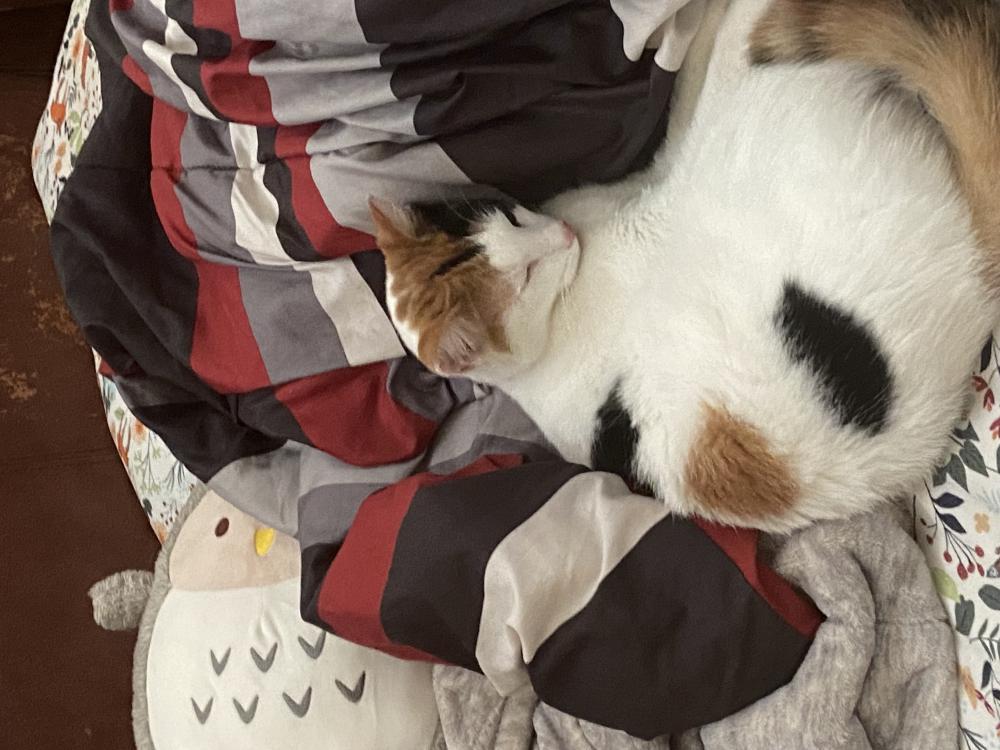 Image of shernie, Lost Cat
