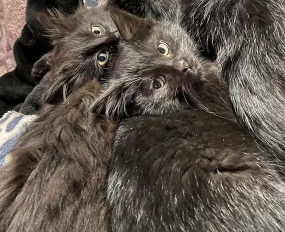 Image of Babies, Lost Cat