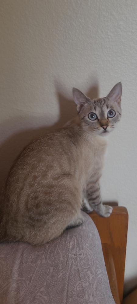 Image of Maui, Lost Cat