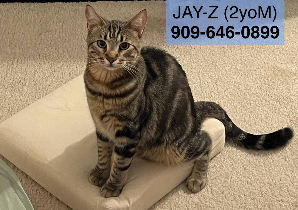 Image of Jayz, Lost Cat