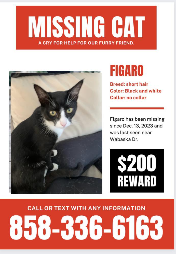 Image of Figaro, Lost Cat
