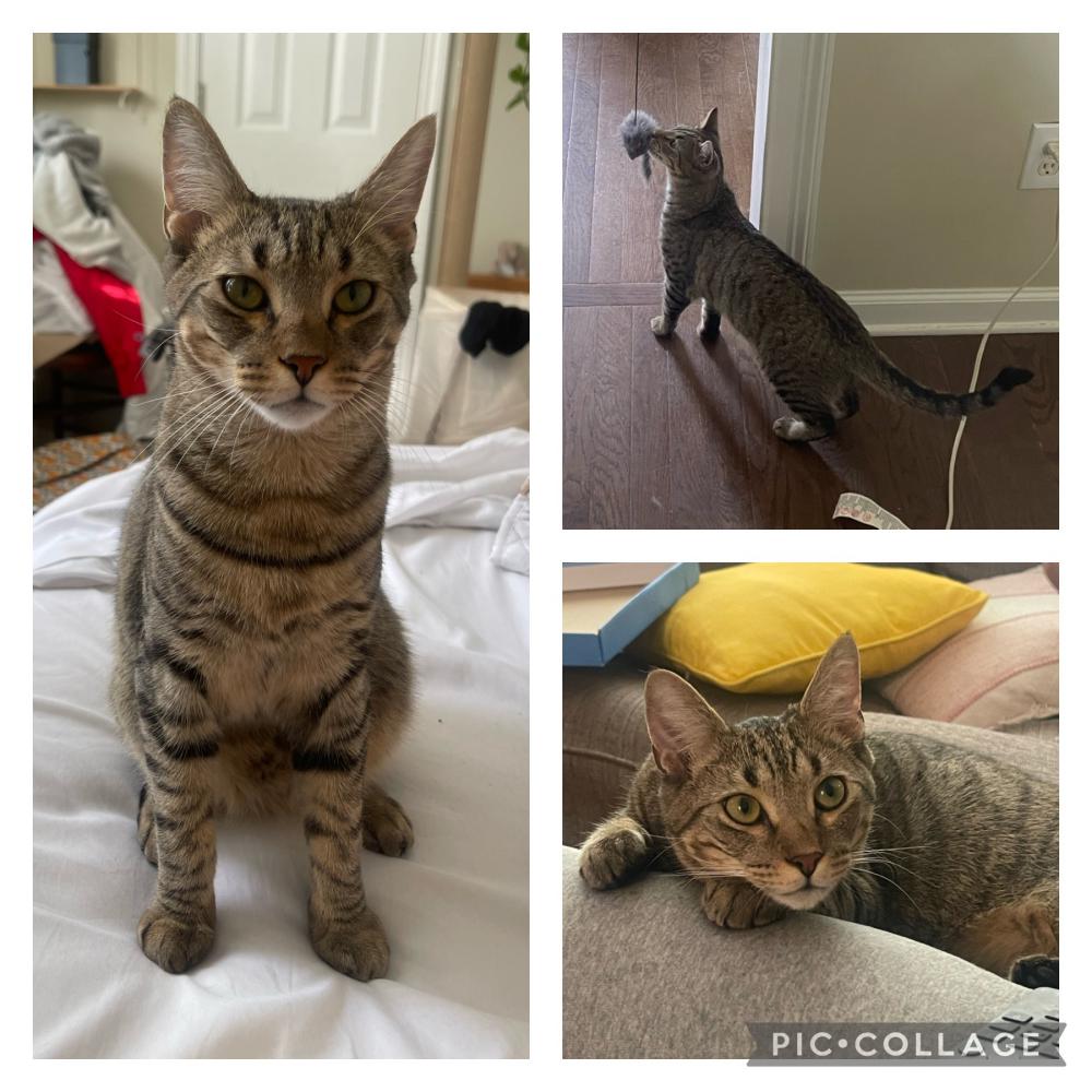 Image of ASH, Lost Cat