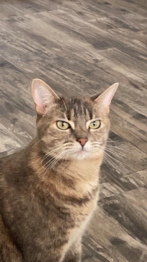 Image of Tilly, Lost Cat