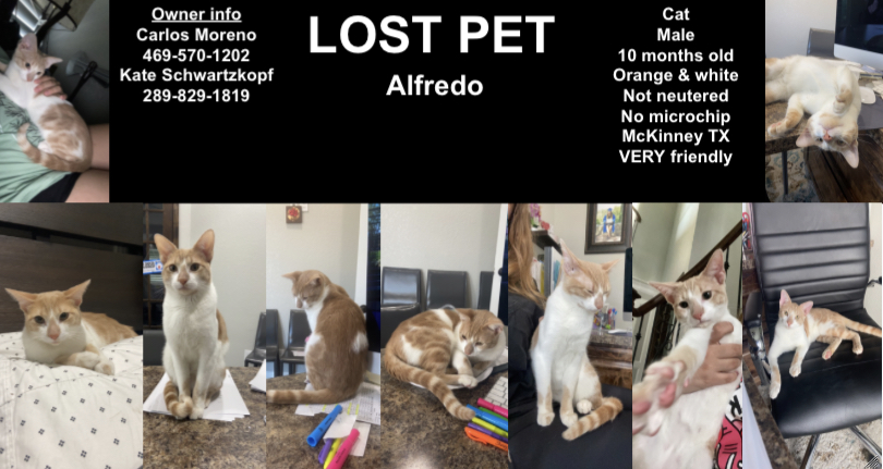Image of Alfredo, Lost Cat