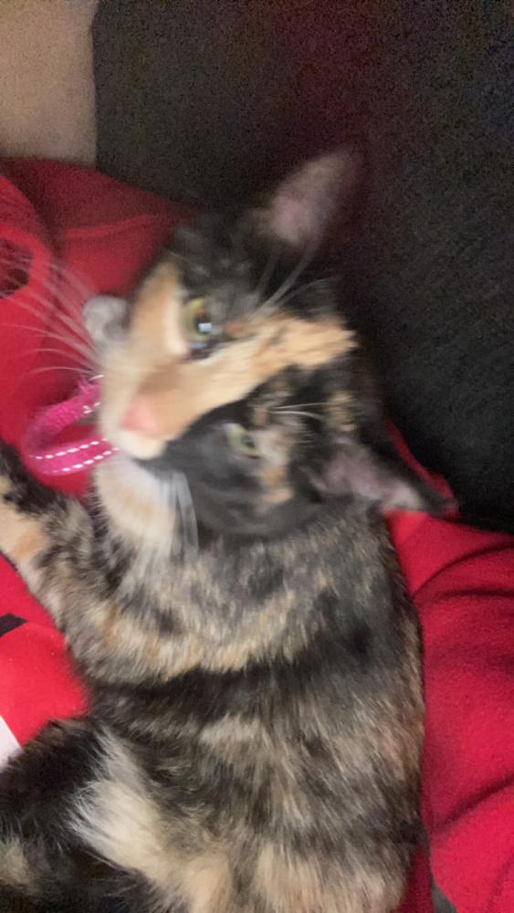 Image of Cheryl, Lost Cat