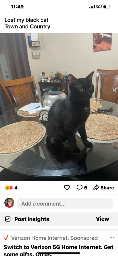 Image of Pancake, Lost Cat