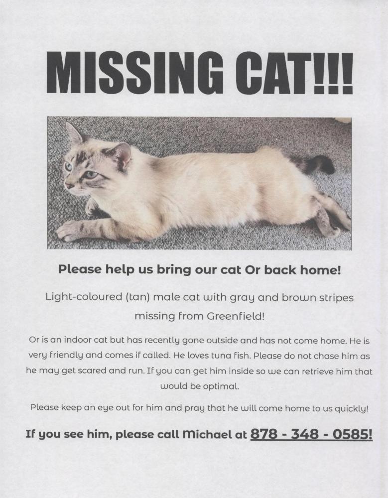 Image of Or, Lost Cat