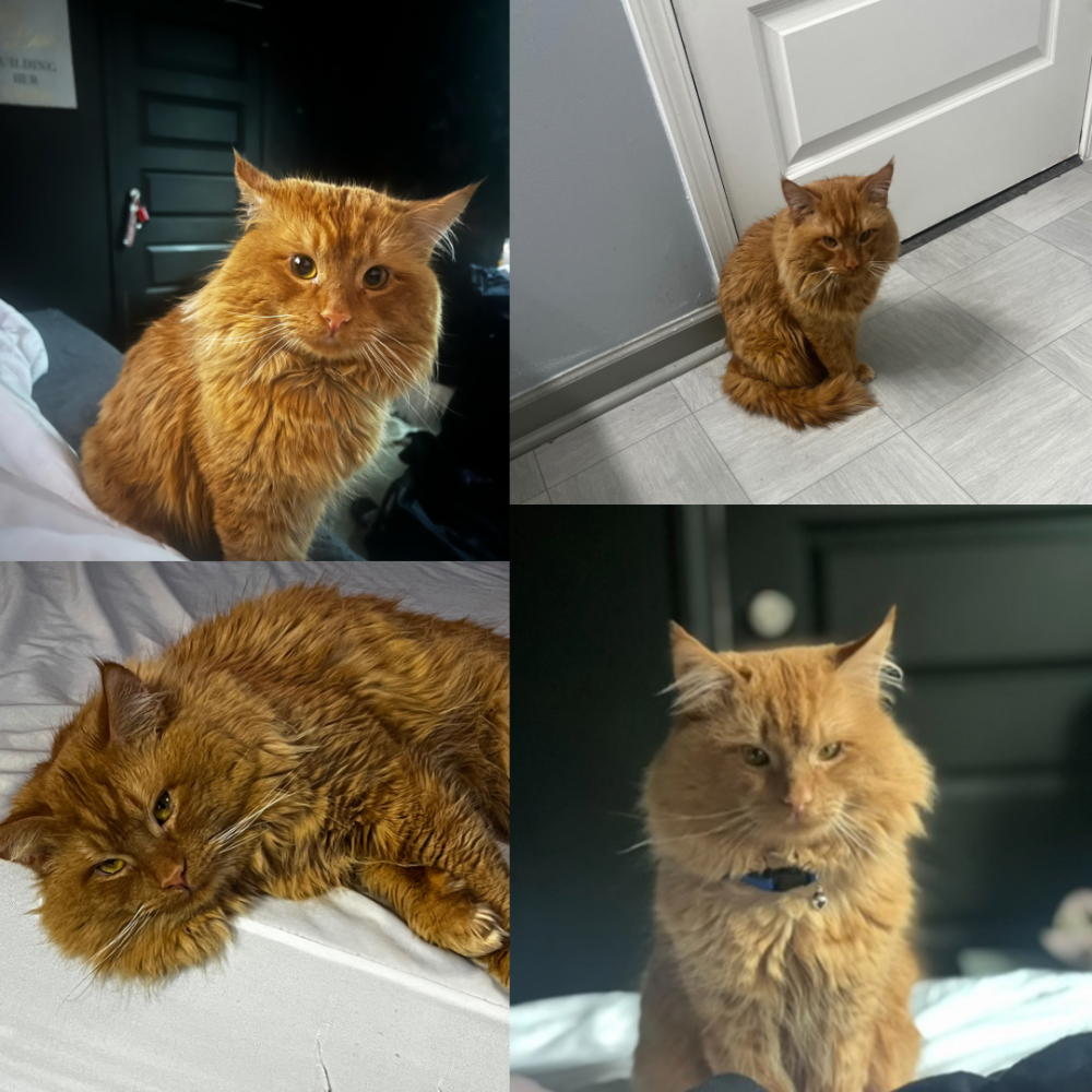 Image of Chowder, Lost Cat