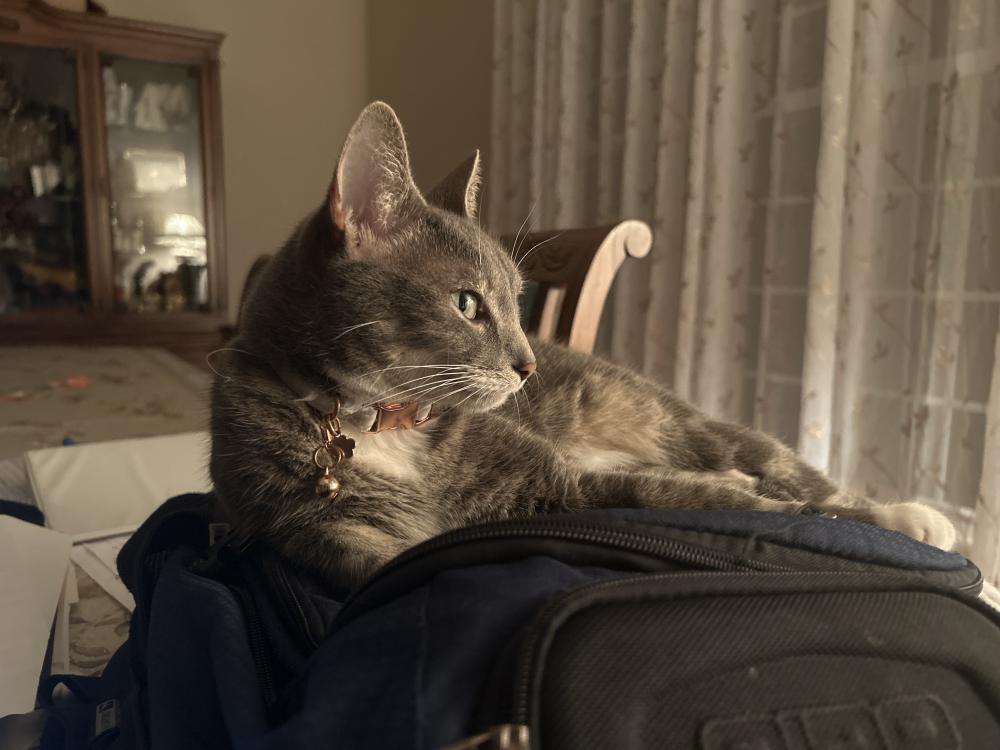 Image of Delilah, Lost Cat