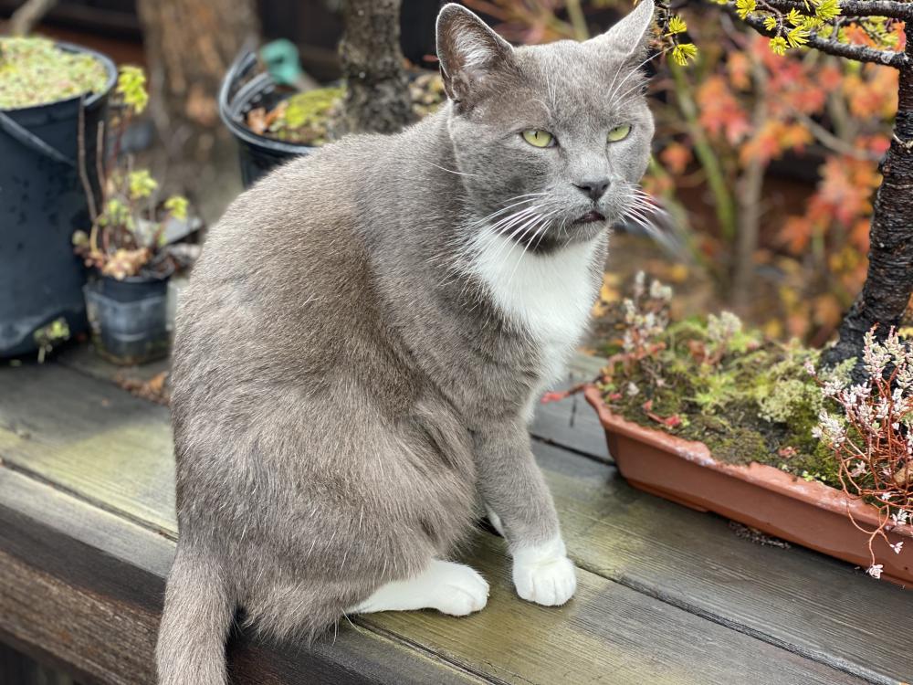 Image of Mister Grey, Lost Cat