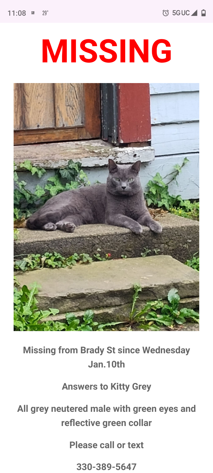Image of Kitty Grey, Lost Cat