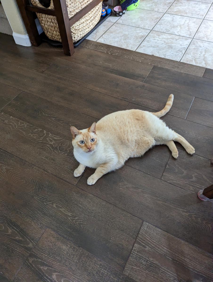 Image of Waffles, Lost Cat