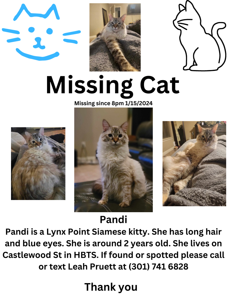 Image of Pandi, Lost Cat