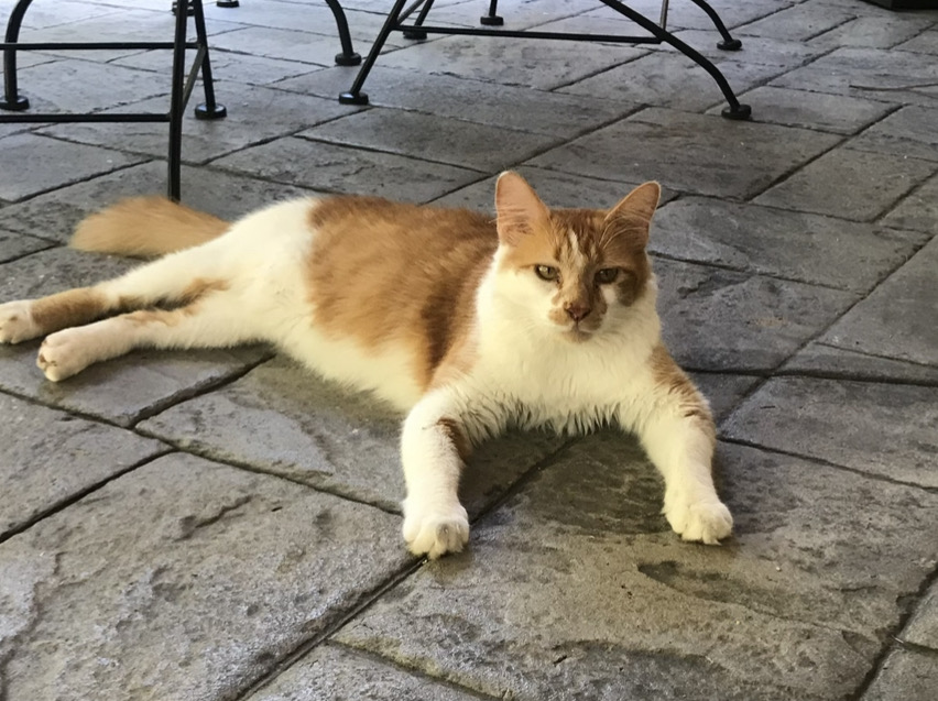 Image of Austin, Lost Cat