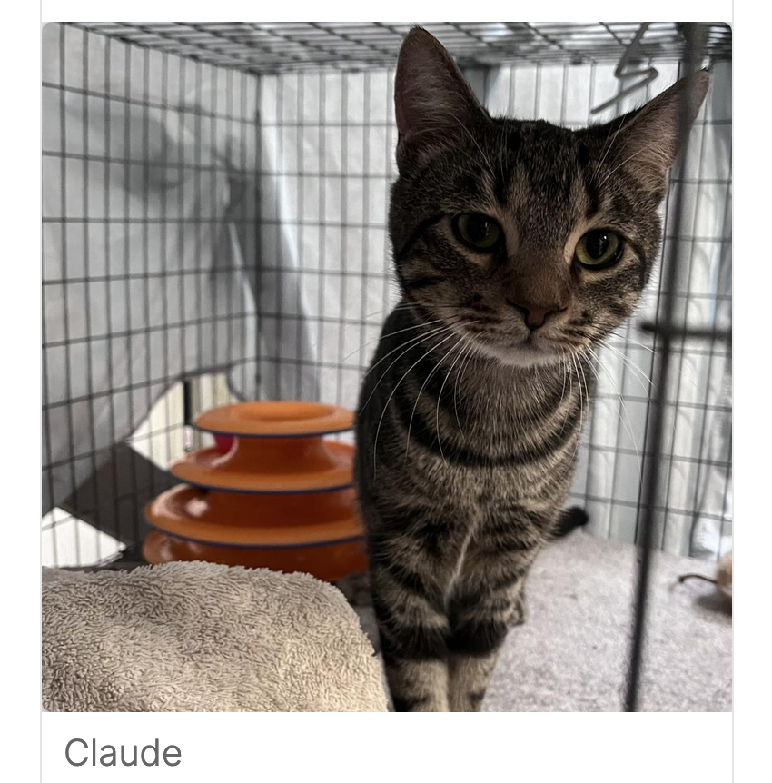 Image of Claude, Lost Cat