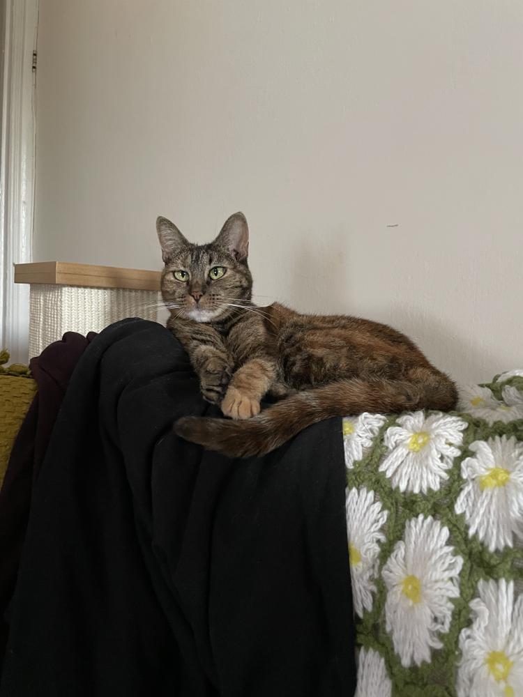 Image of Isabel, Lost Cat