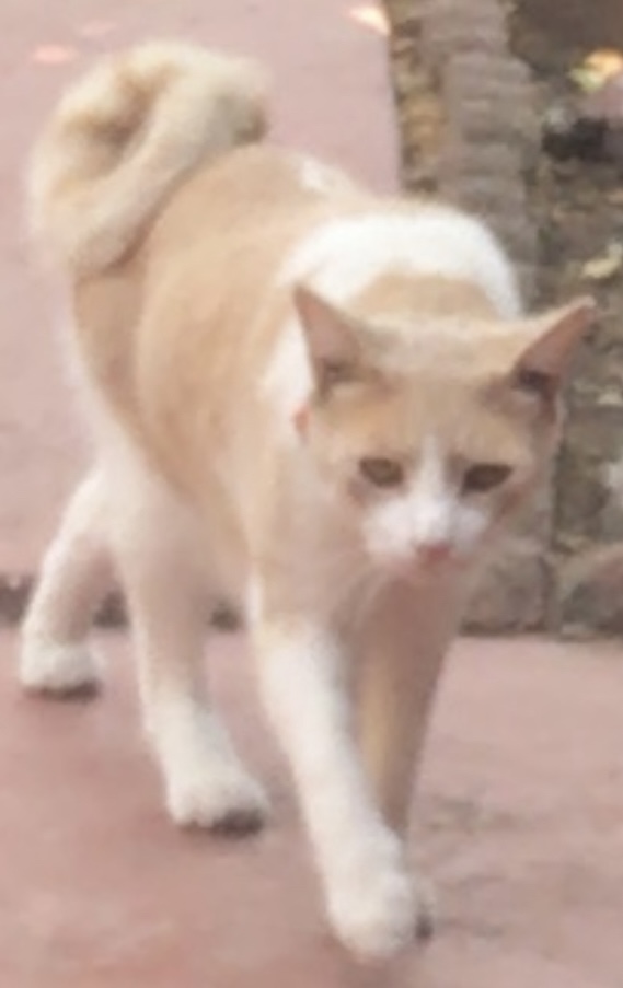 Image of Curley Tail(Pipin), Lost Cat