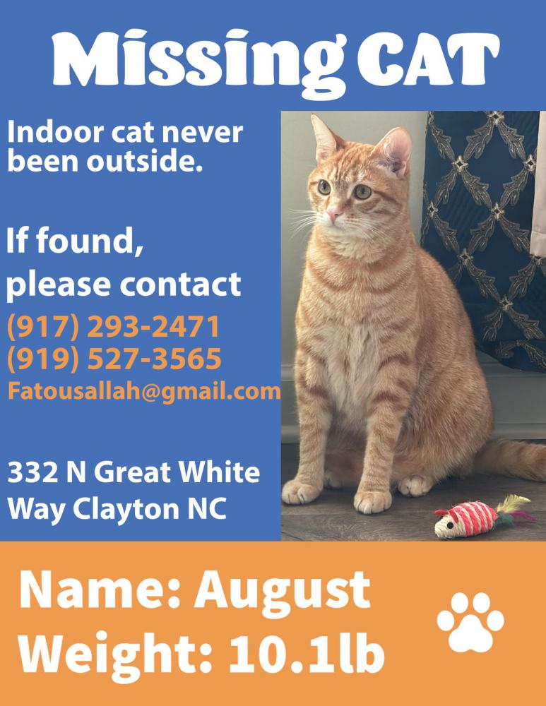 Image of August, Lost Cat
