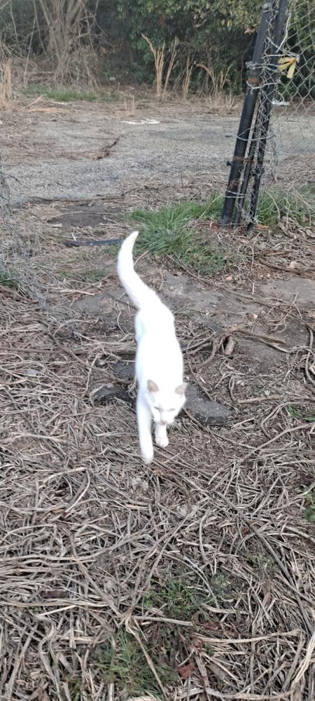 Image of White cat, Found Cat