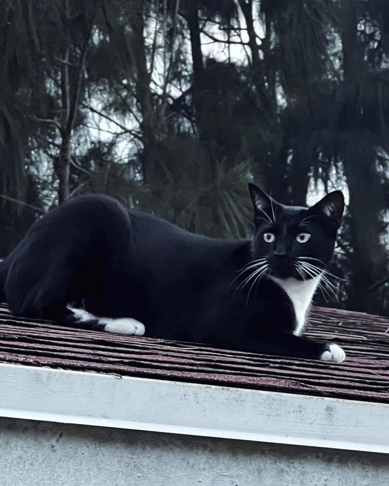 Image of Blacki, Lost Cat