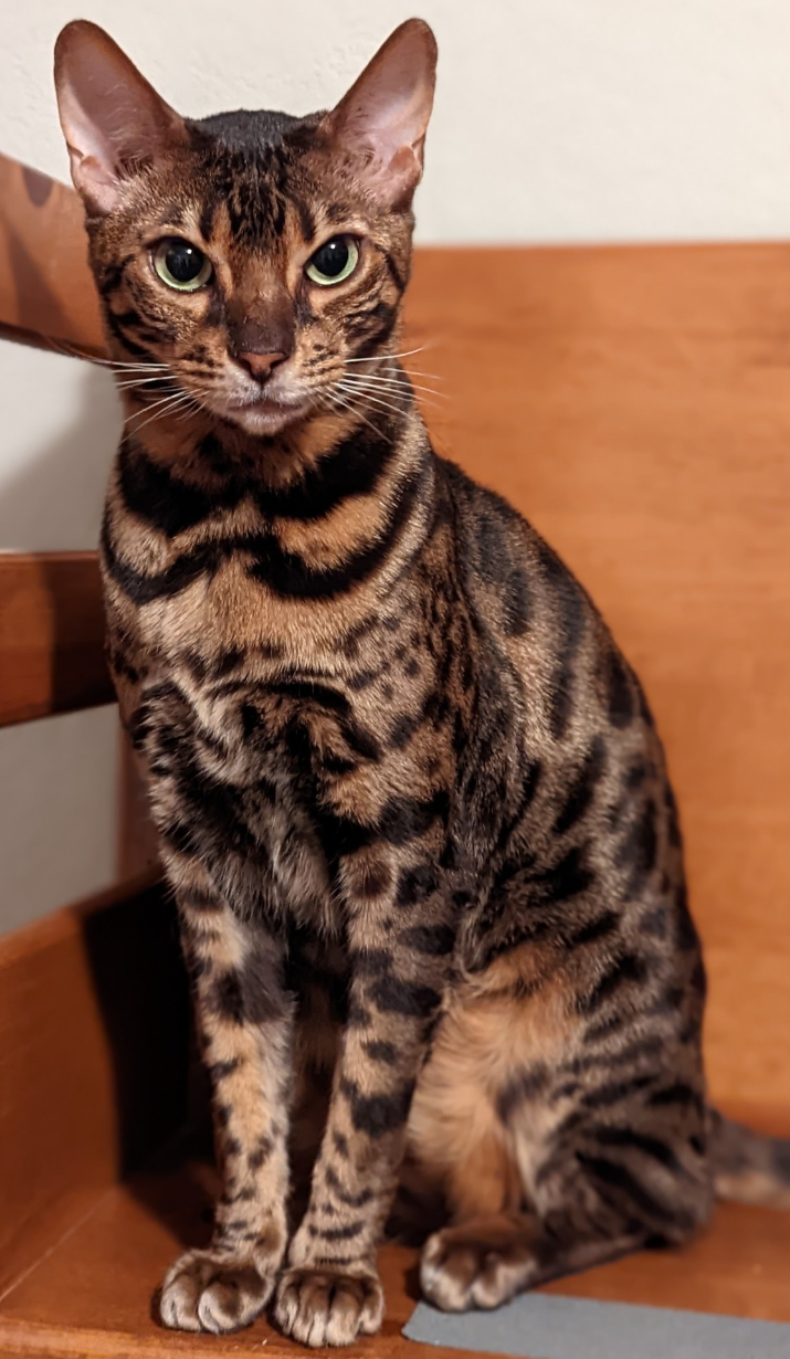 Image of Albus, Lost Cat