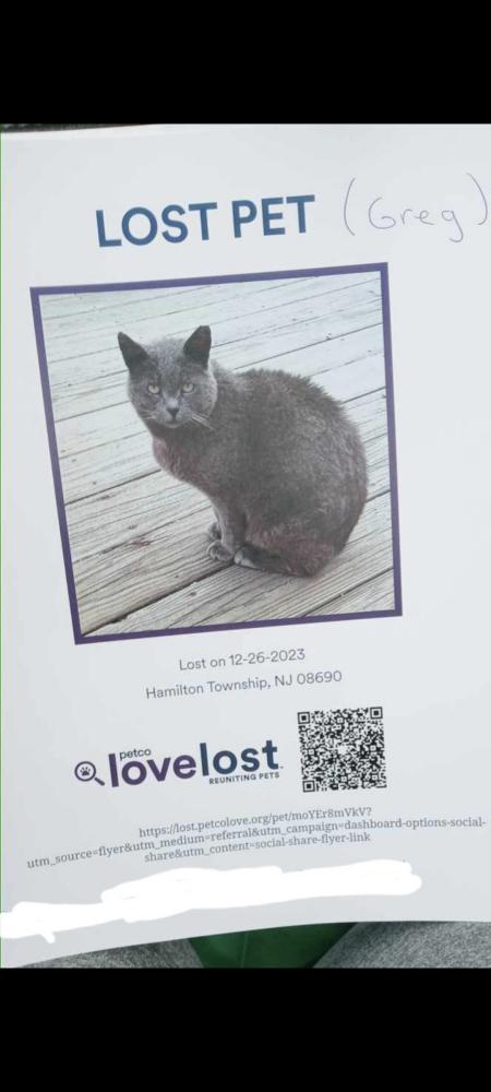 Image of Greg, Lost Cat
