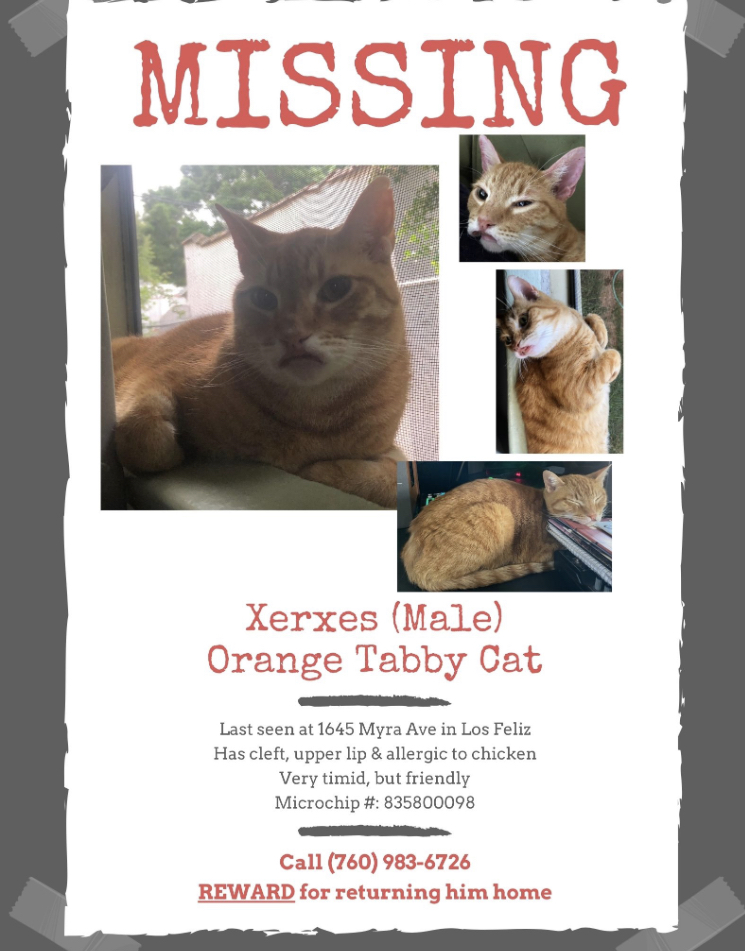 Image of Xerxes, Lost Cat