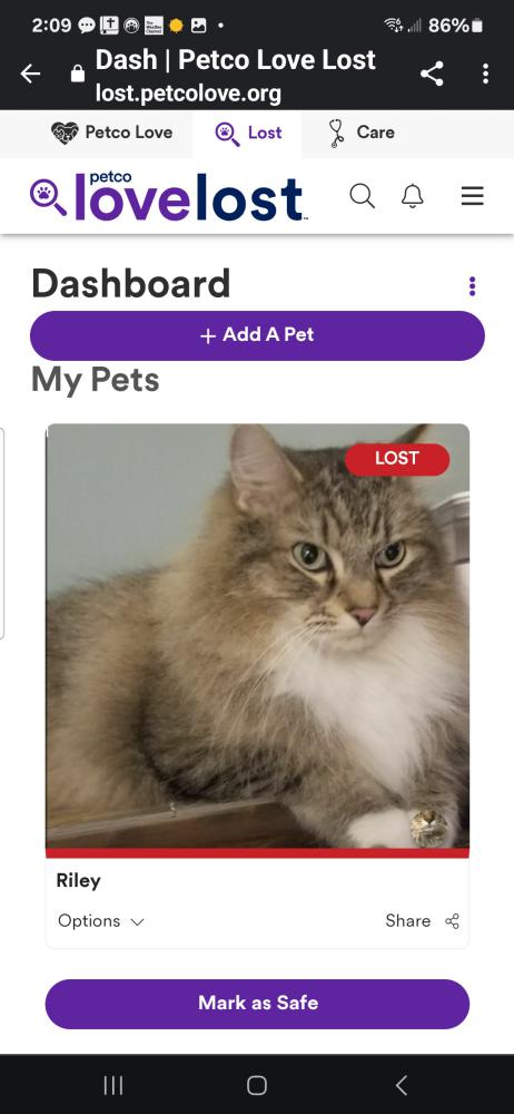 Image of Riley, Lost Cat