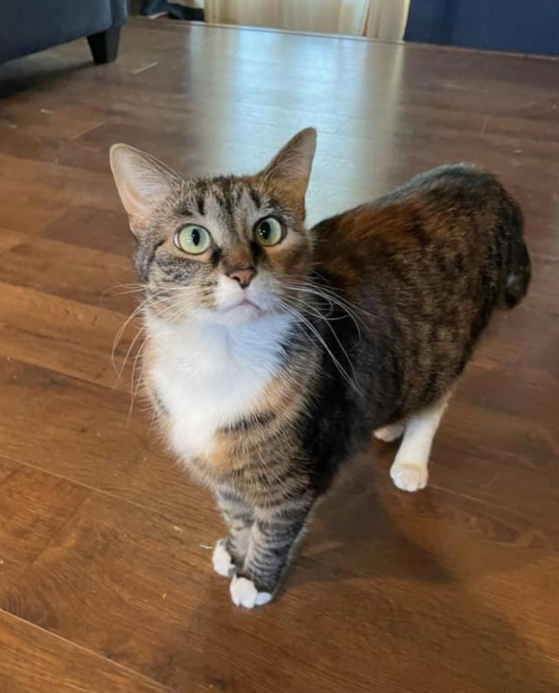 Image of Lila, Lost Cat