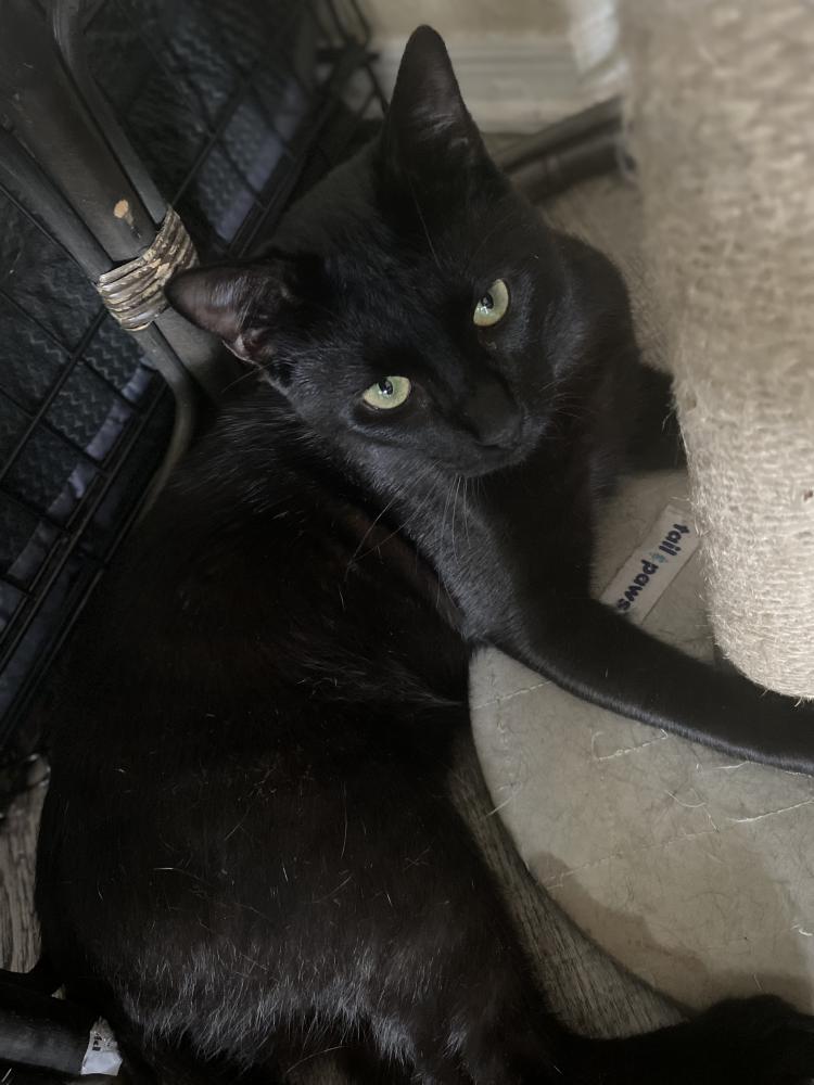 Image of Gray gray, Lost Cat
