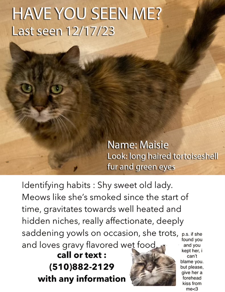 Image of Maisie, Lost Cat
