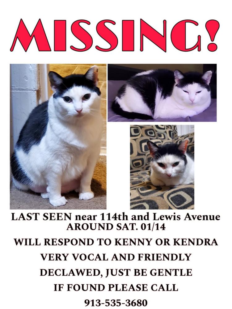 Image of Kendra, Lost Cat
