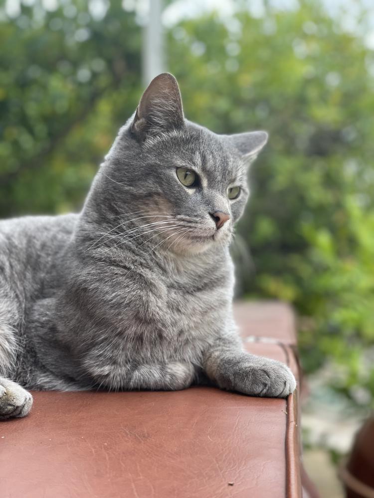 Image of gray gray, Lost Cat