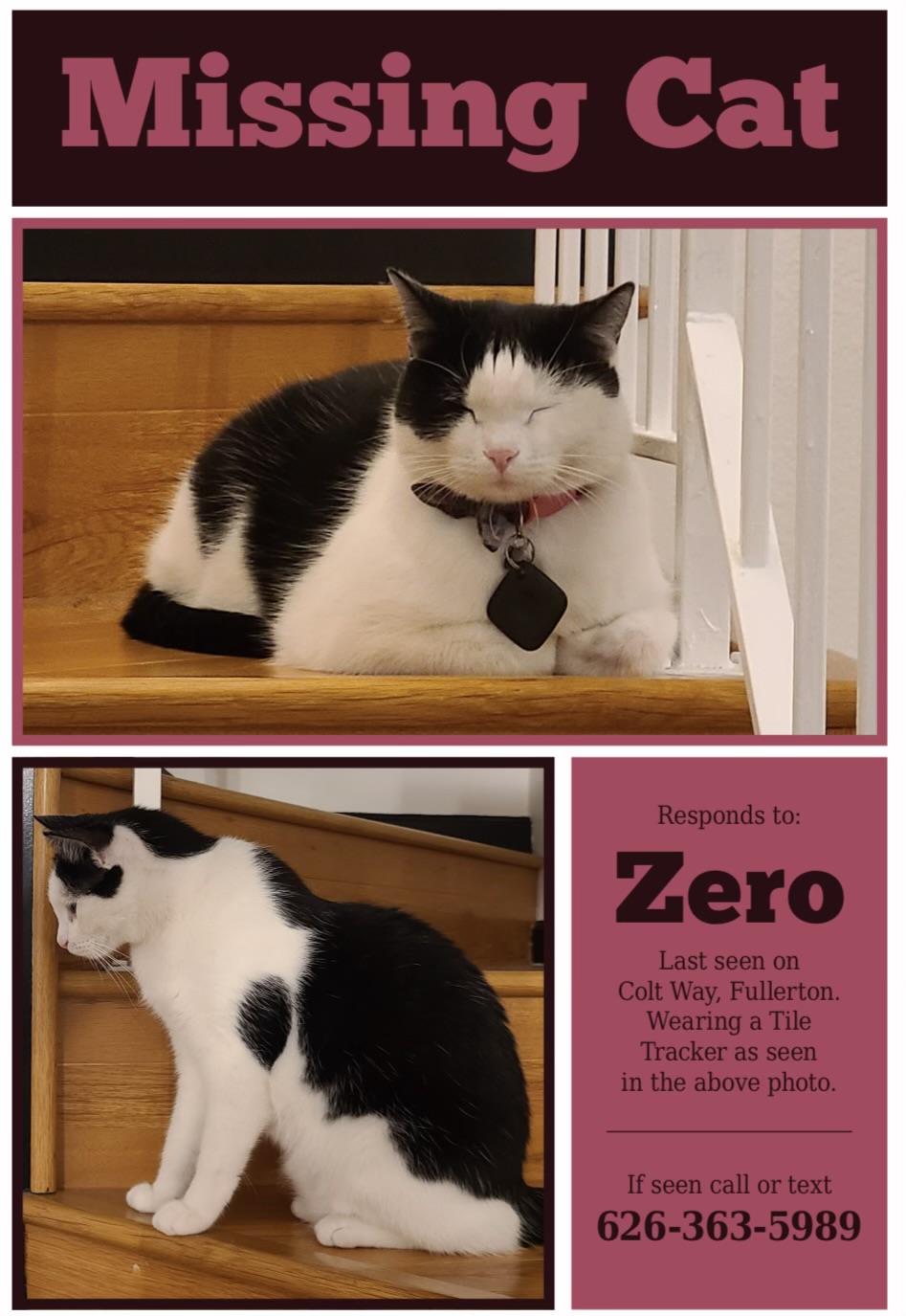 Image of Zero, Lost Cat