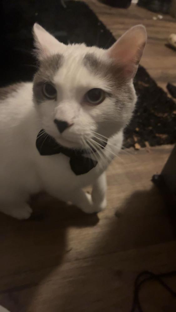 Image of chester, Lost Cat