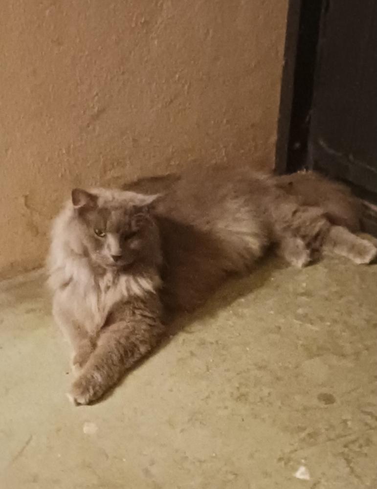 Image of GRAY  (Xanadu), Lost Cat