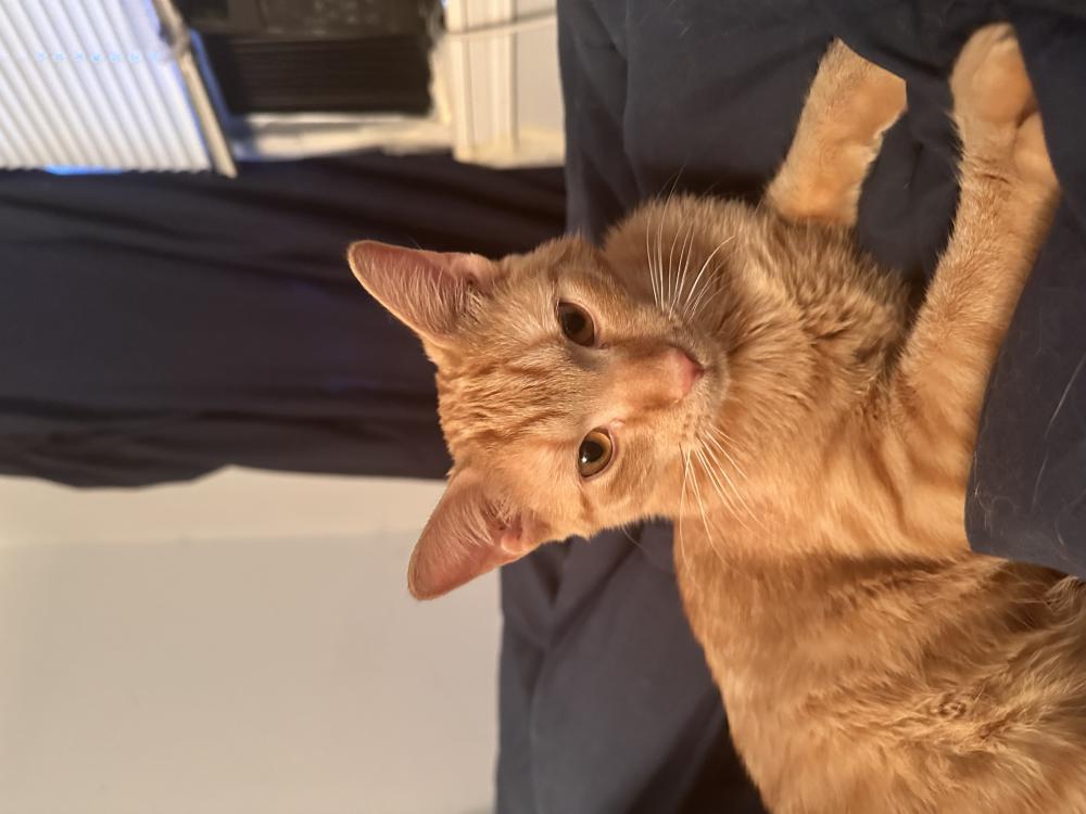 Image of Max- Tabby orange, Lost Cat